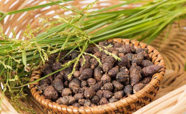 जीवनशैली-आयुर्वेद की प्रभावी जड़ी बूटियां