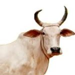 गाय को माता क्यों मानते है